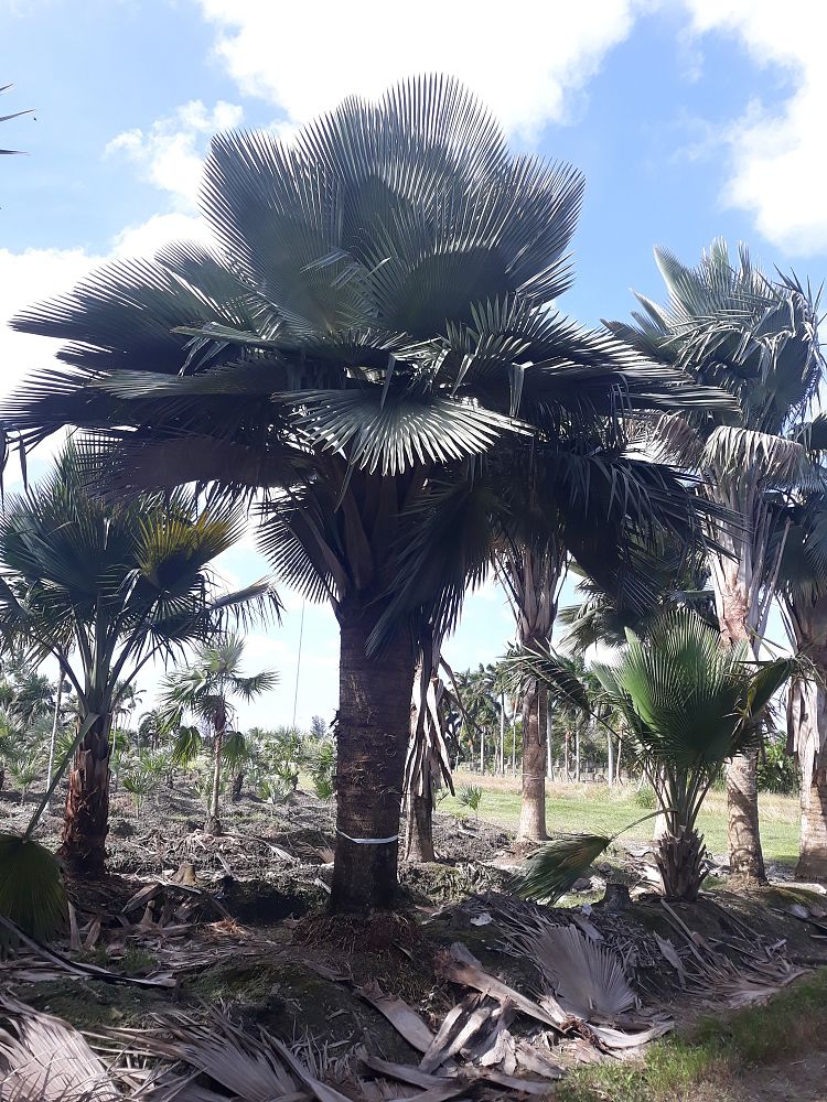 copernicia-baileyana-bailey-palm