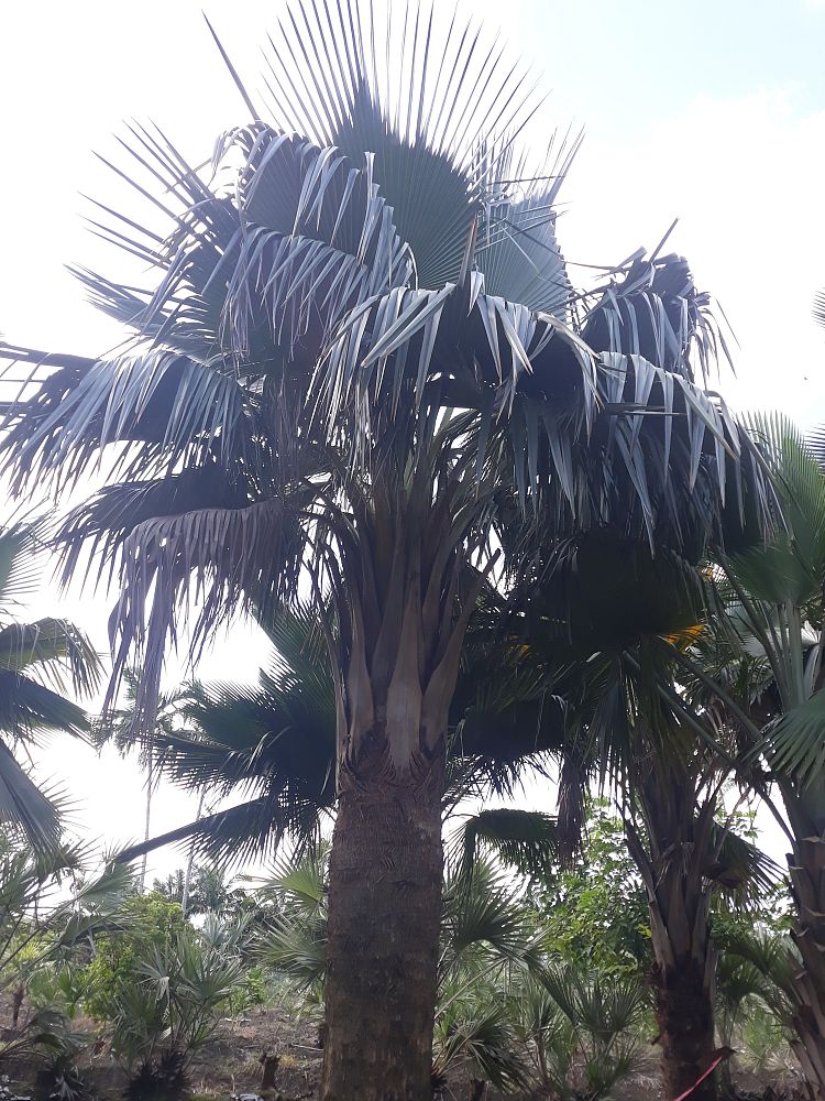 copernicia-baileyana-bailey-palm