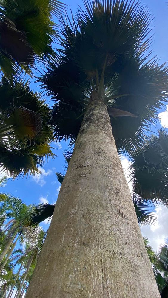 copernicia-baileyana-bailey-palm