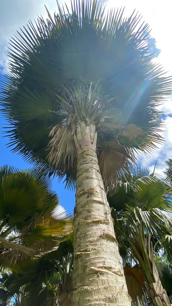 copernicia-baileyana-bailey-palm