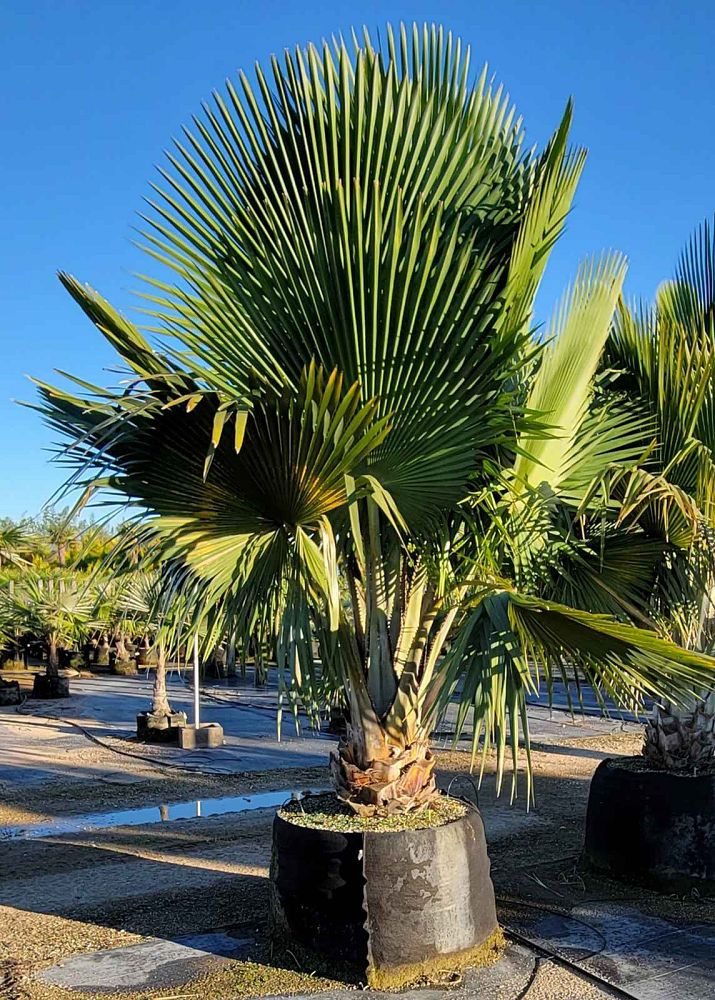 copernicia-baileyana-bailey-palm