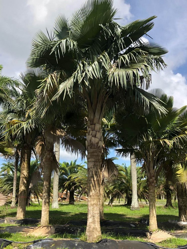 copernicia-baileyana-bailey-palm