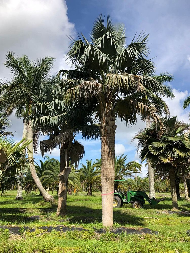 copernicia-baileyana-bailey-palm