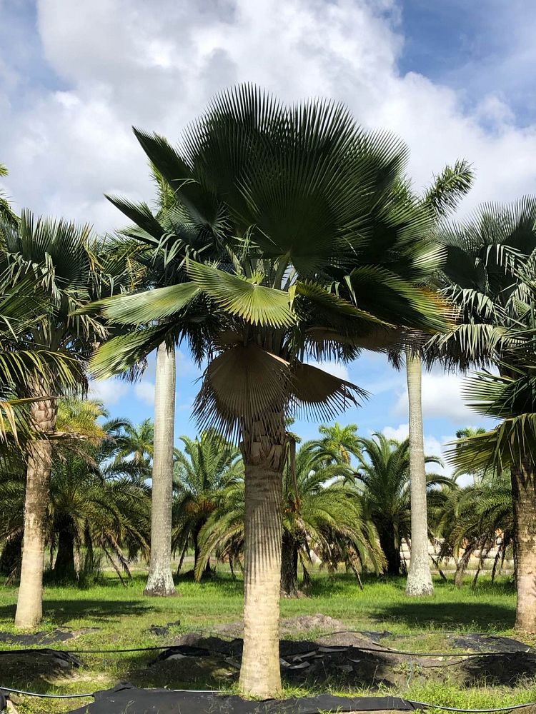 copernicia-baileyana-bailey-palm