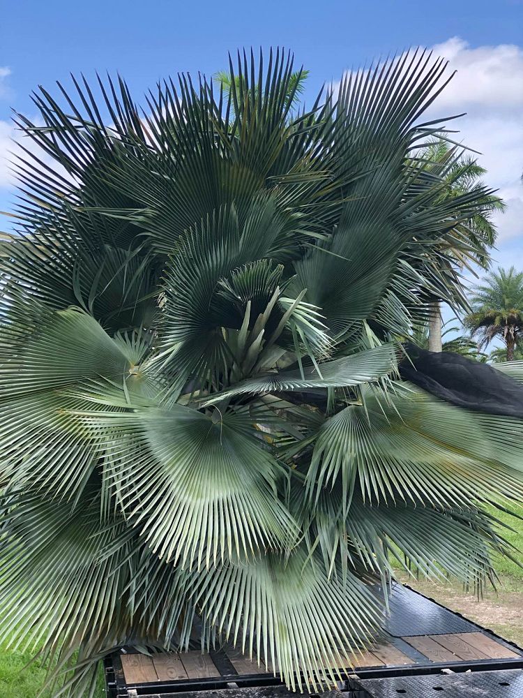 copernicia-baileyana-bailey-palm