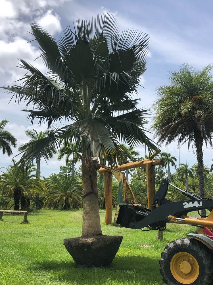 copernicia-baileyana-bailey-palm