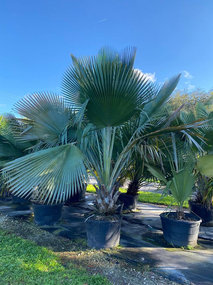 copernicia-baileyana-bailey-palm