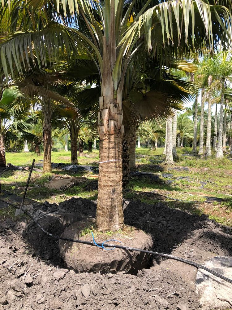 copernicia-baileyana-bailey-palm