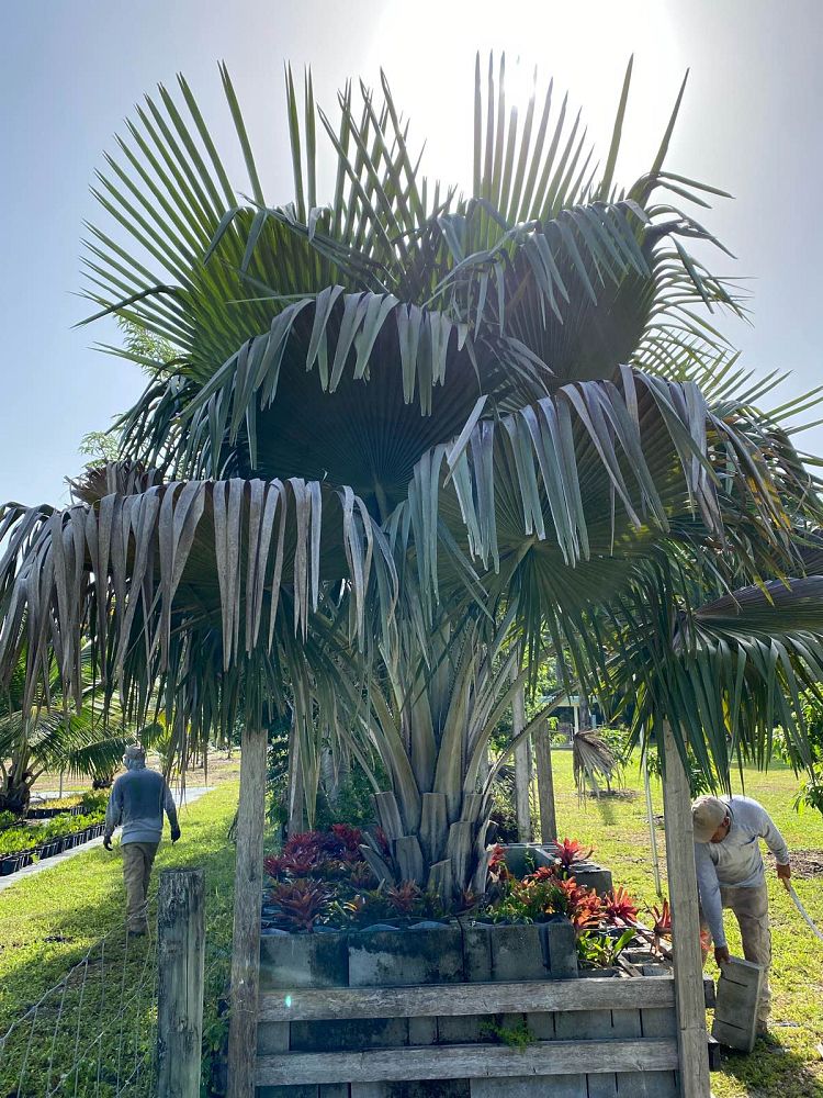 copernicia-baileyana-bailey-palm