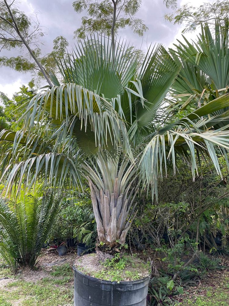 copernicia-baileyana-bailey-palm