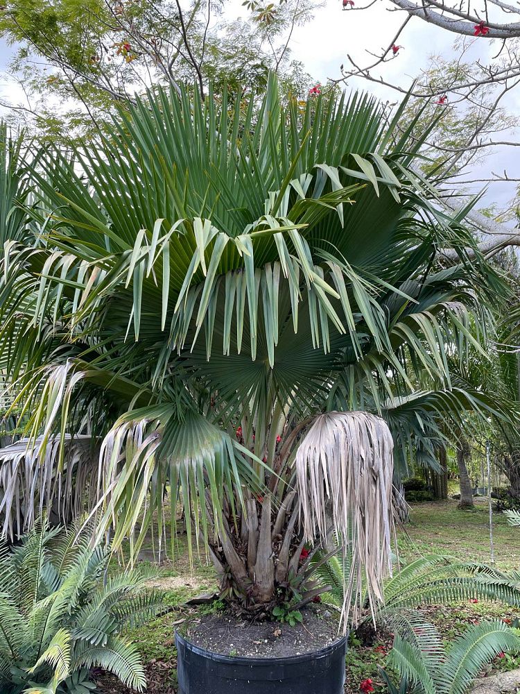 copernicia-baileyana-bailey-palm