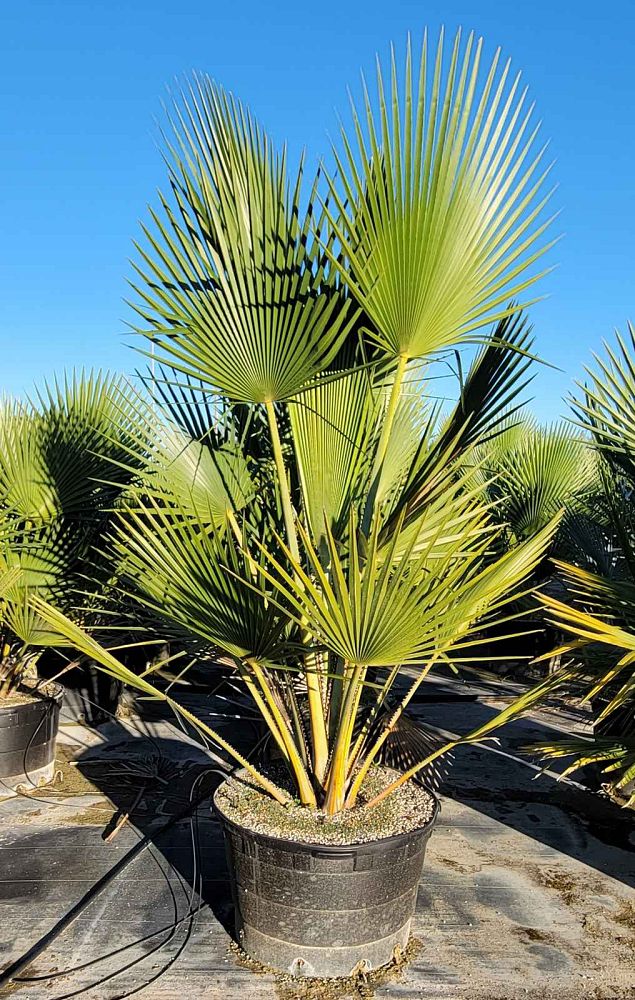copernicia-baileyana-bailey-palm
