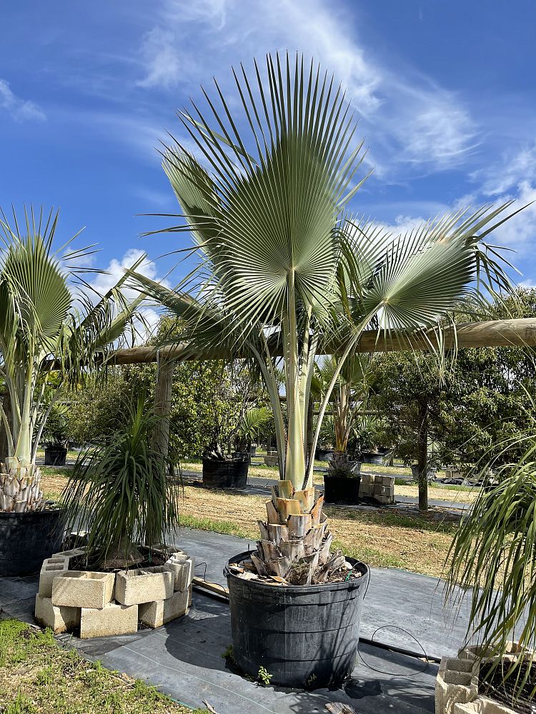 copernicia-baileyana-bailey-palm