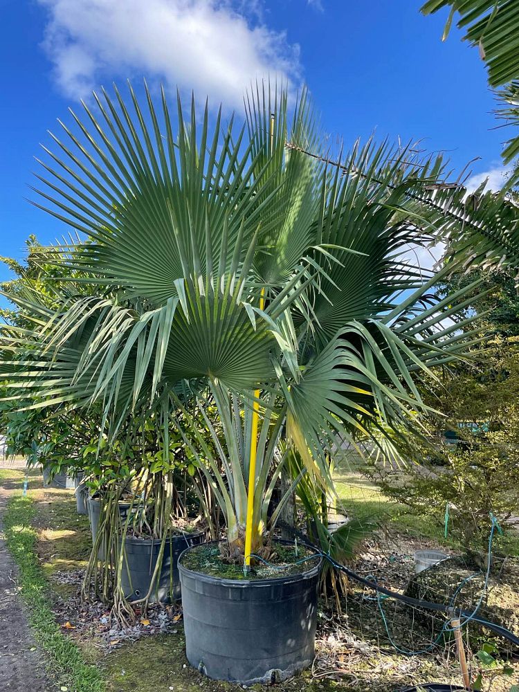 copernicia-baileyana-bailey-palm