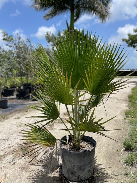 copernicia-baileyana-bailey-palm