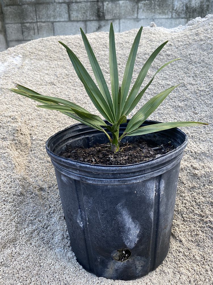 copernicia-baileyana-bailey-palm