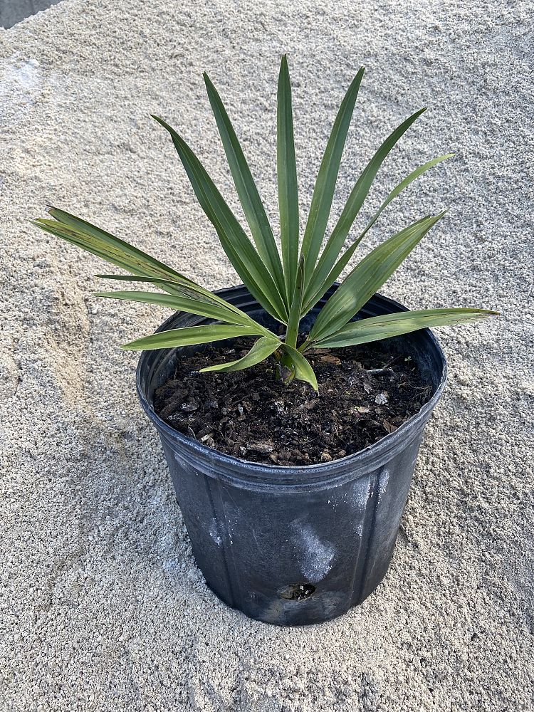 copernicia-baileyana-bailey-palm