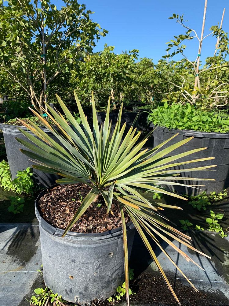 copernicia-baileyana-bailey-palm