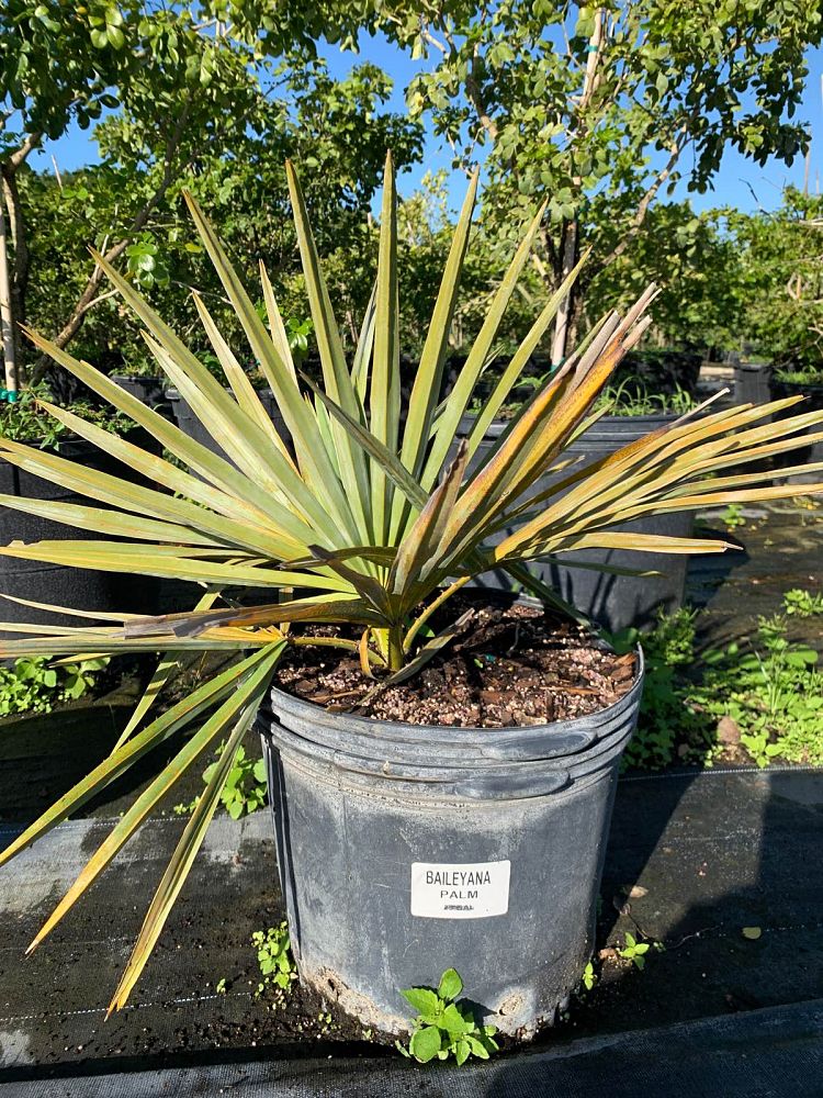 copernicia-baileyana-bailey-palm