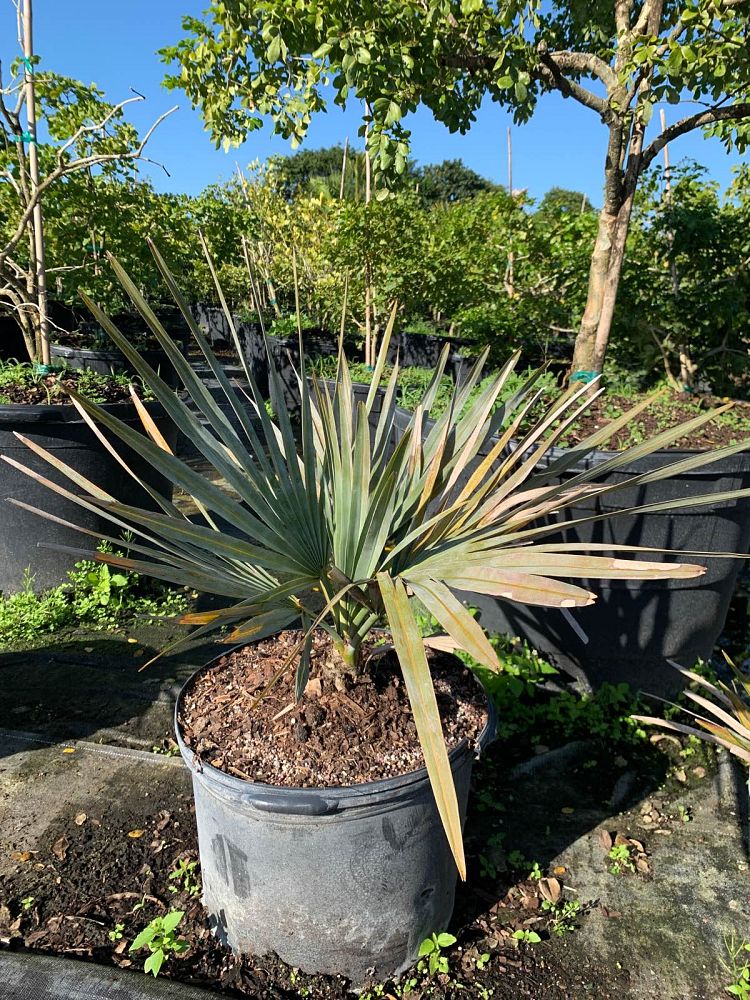 copernicia-baileyana-bailey-palm