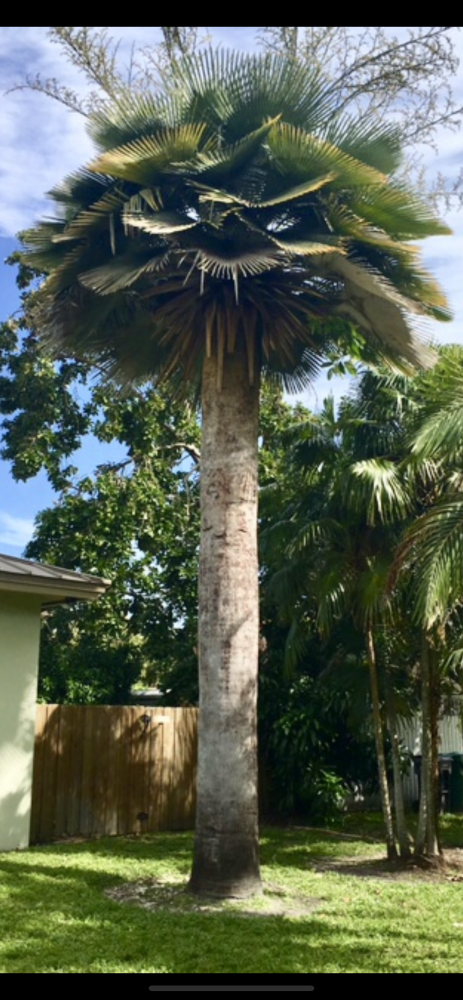 copernicia-baileyana-bailey-palm