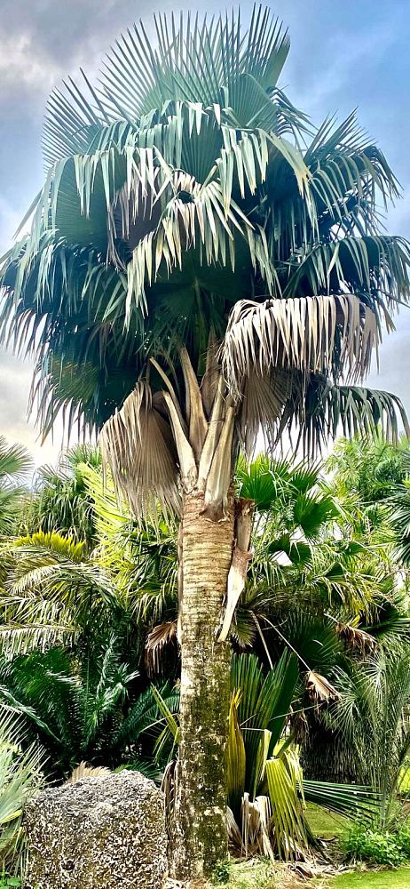 copernicia-baileyana-bailey-palm