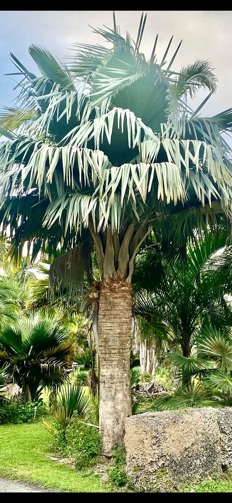 copernicia-baileyana-bailey-palm