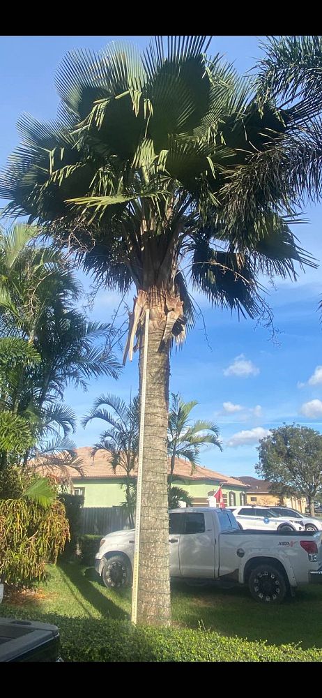 copernicia-baileyana-bailey-palm