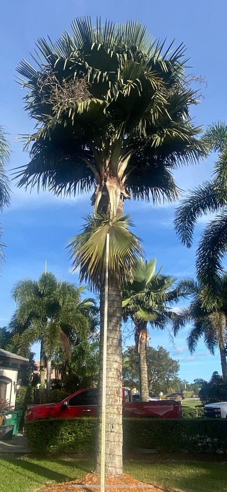 copernicia-baileyana-bailey-palm