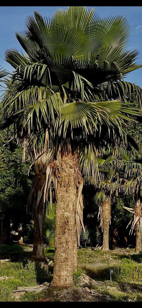 copernicia-baileyana-bailey-palm