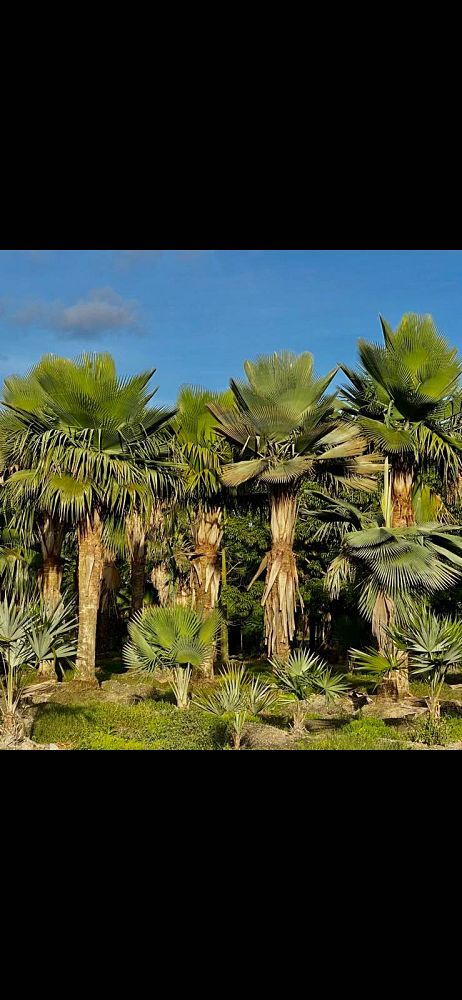 copernicia-baileyana-bailey-palm