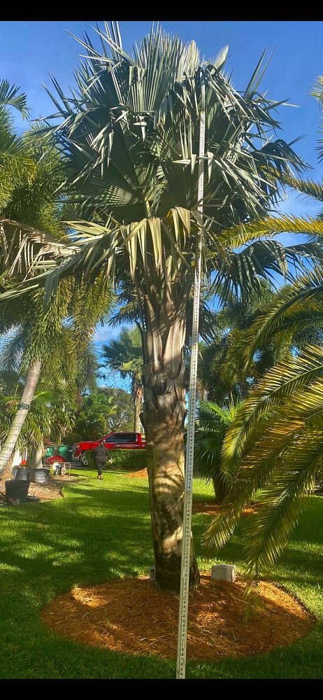 copernicia-baileyana-bailey-palm