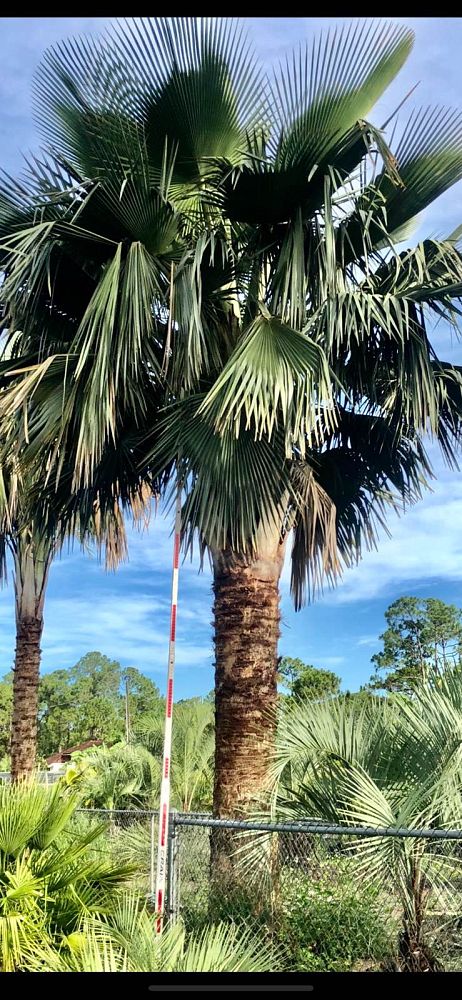 copernicia-baileyana-bailey-palm