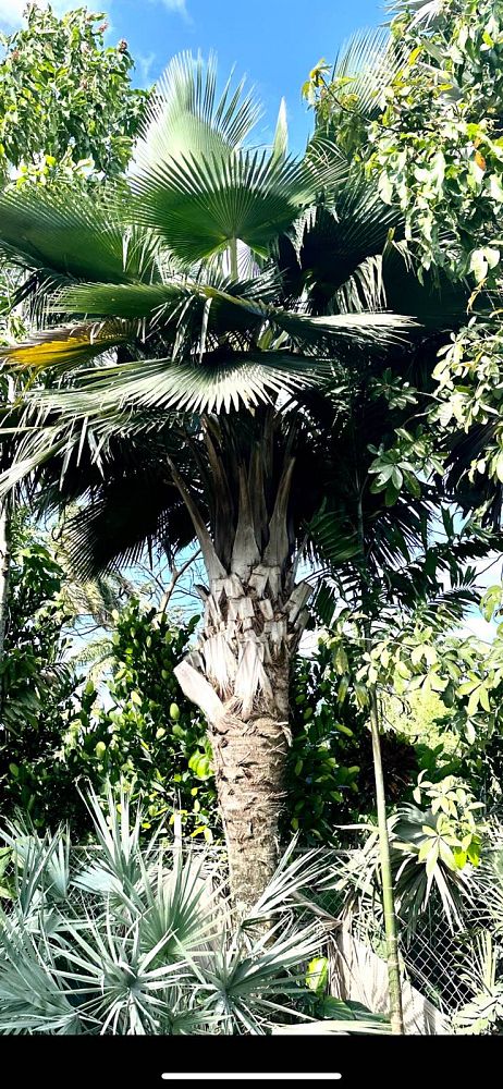 copernicia-baileyana-bailey-palm