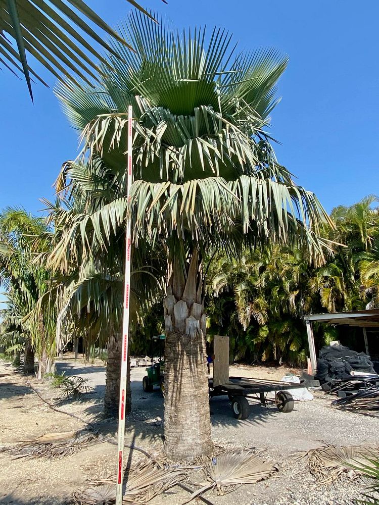 copernicia-baileyana-bailey-palm