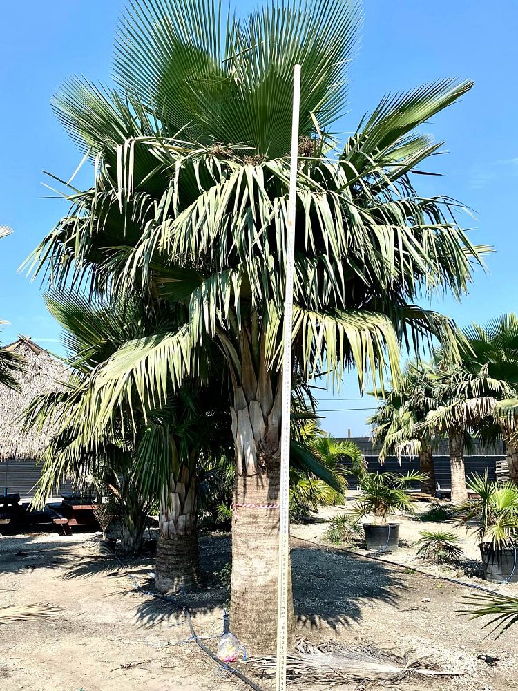 copernicia-baileyana-bailey-palm