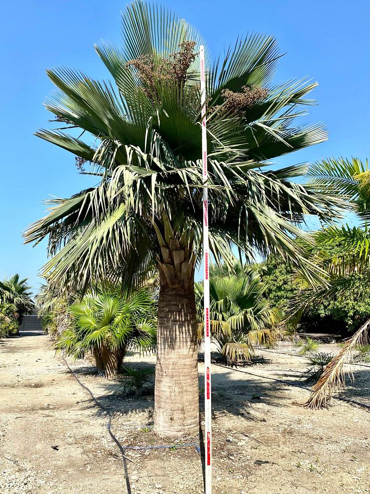 copernicia-baileyana-bailey-palm