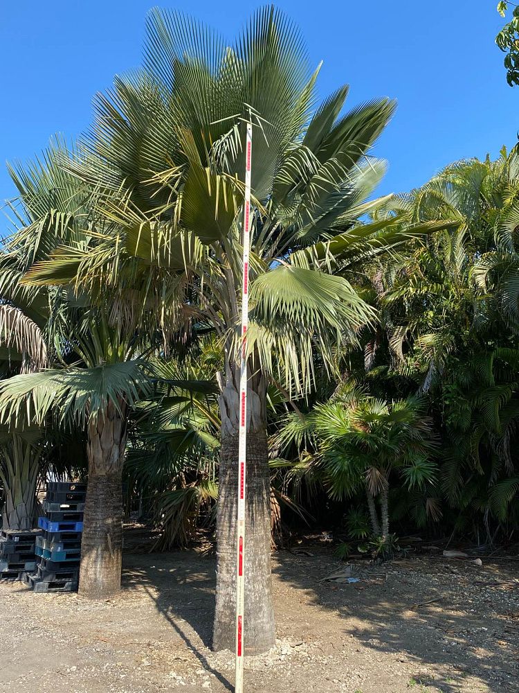 copernicia-baileyana-bailey-palm