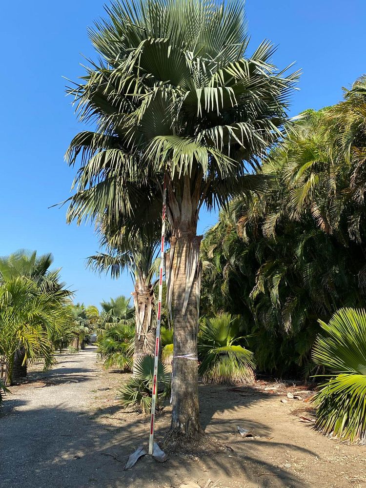 copernicia-baileyana-bailey-palm