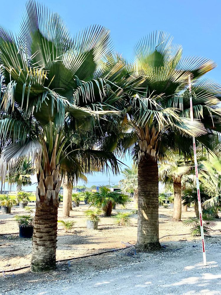 copernicia-baileyana-bailey-palm