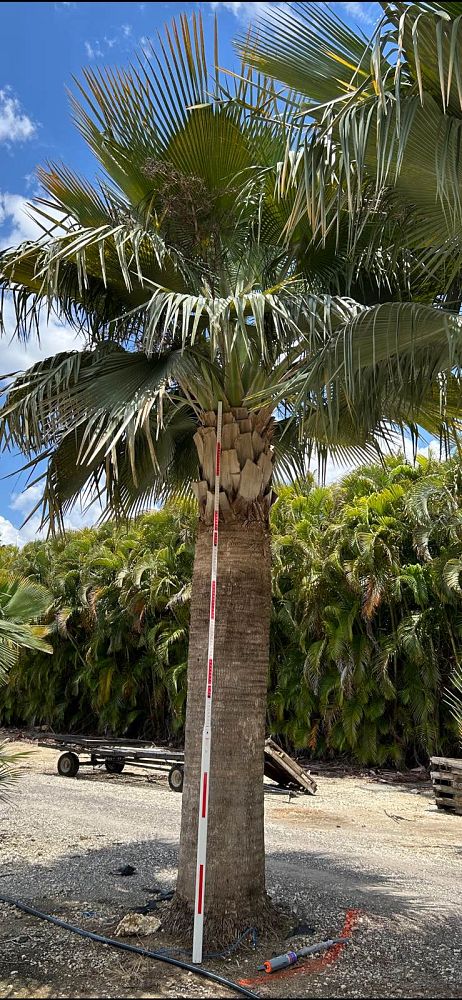 copernicia-baileyana-bailey-palm