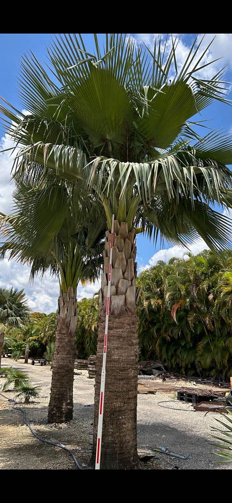 copernicia-baileyana-bailey-palm