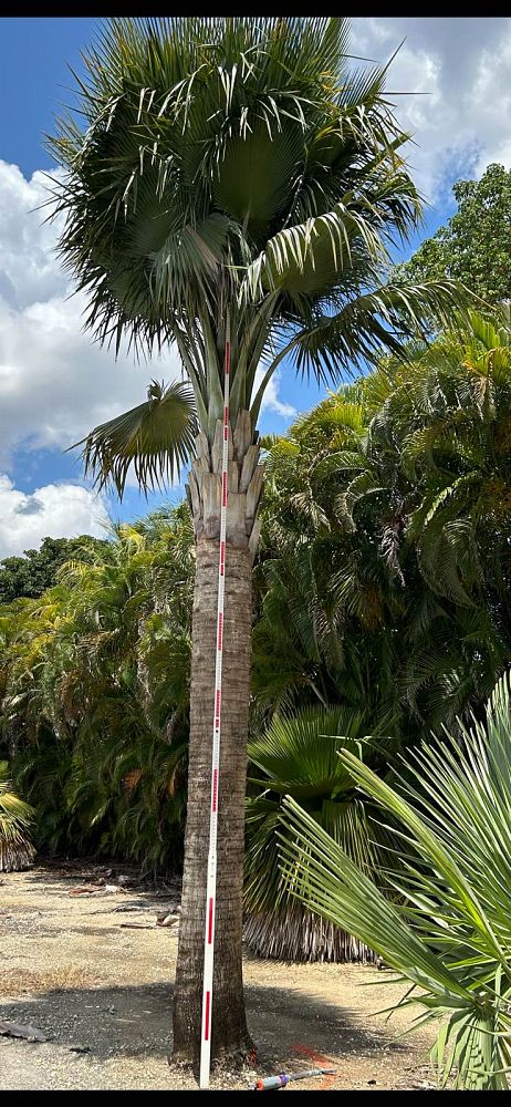 copernicia-baileyana-bailey-palm
