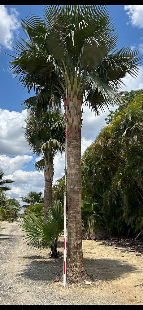 copernicia-baileyana-bailey-palm