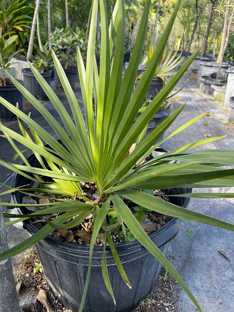 copernicia-baileyana-bailey-palm