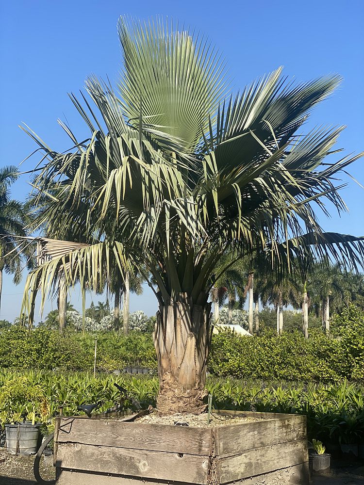 copernicia-baileyana-bailey-palm