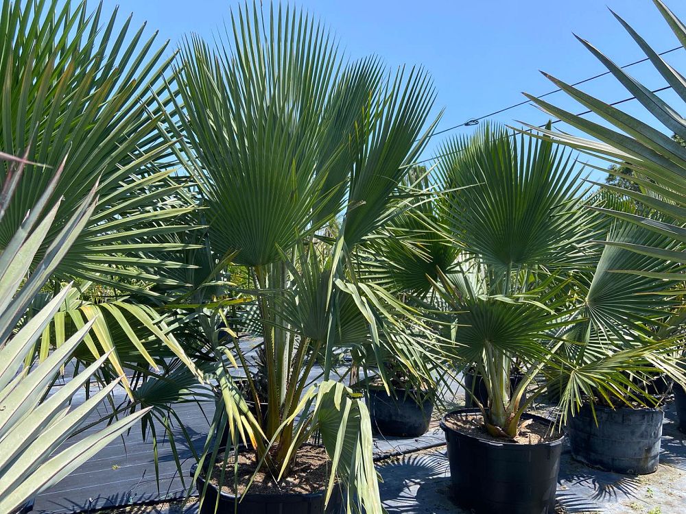 copernicia-baileyana-bailey-palm