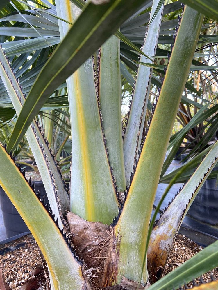 copernicia-baileyana-bailey-palm