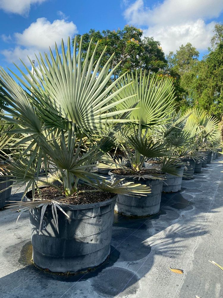 copernicia-baileyana-bailey-palm