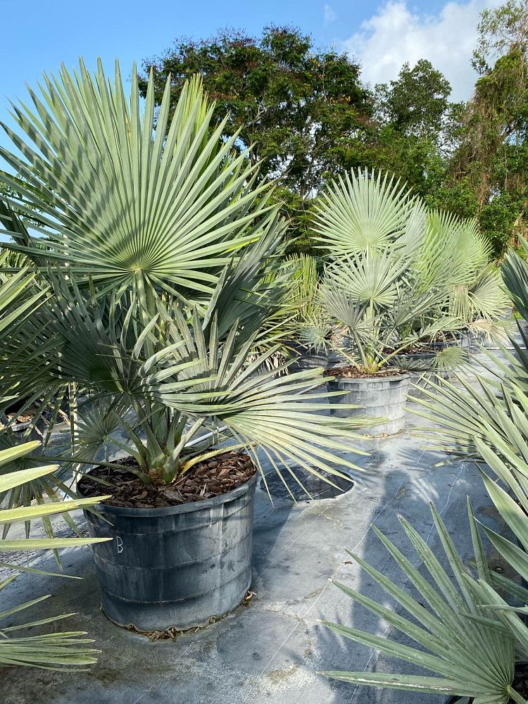 copernicia-baileyana-bailey-palm